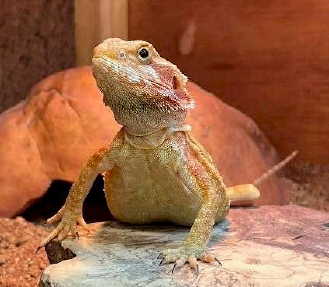 Frankie The Bearded Dragon Loves meeting new people at Parties.